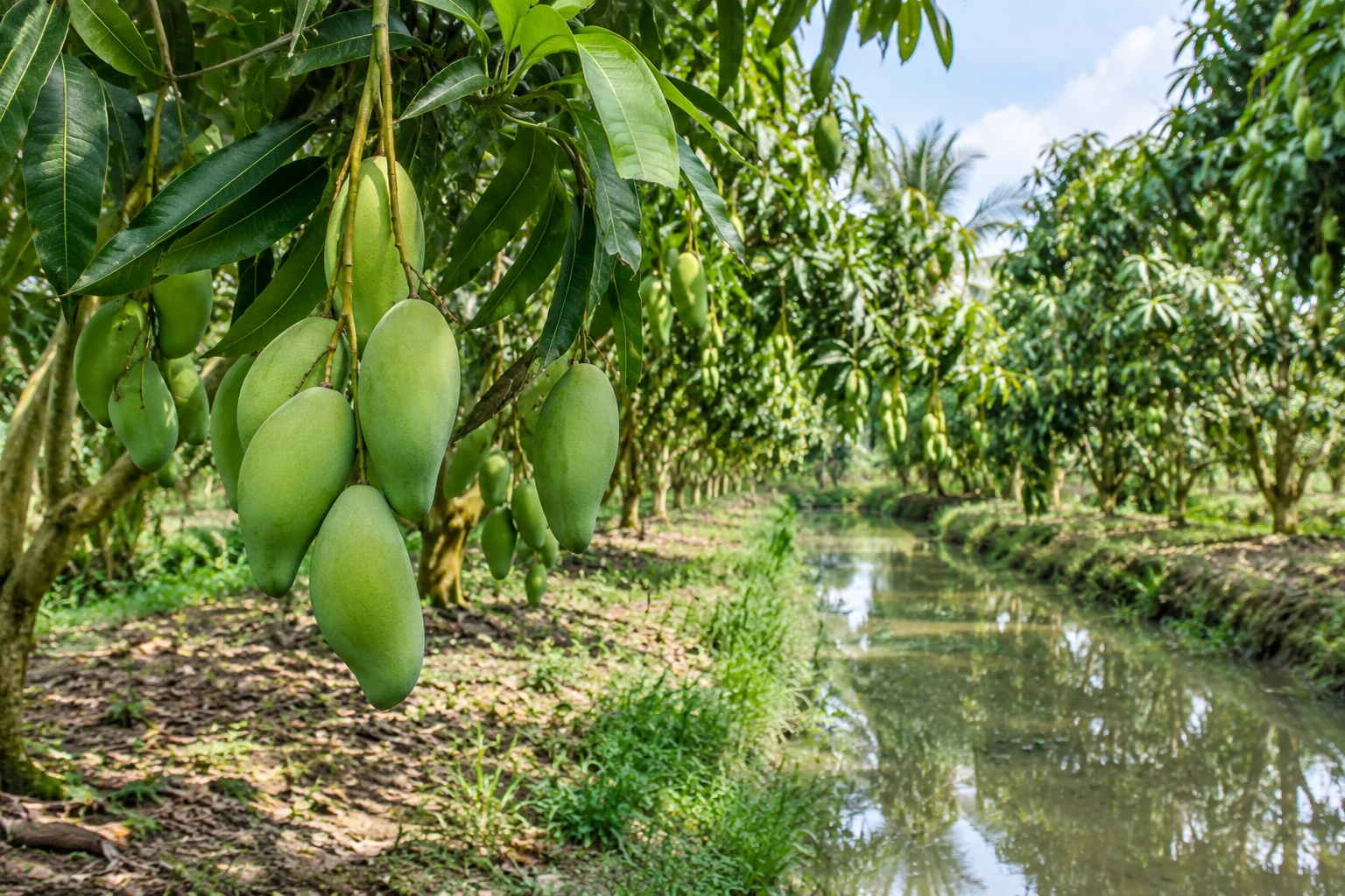 Illustrative mekong delta · mango scene